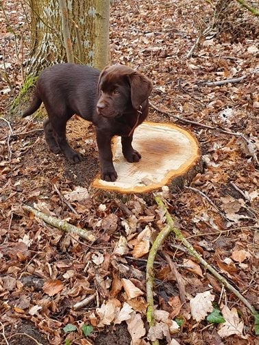 Swing de la roselière solitaire