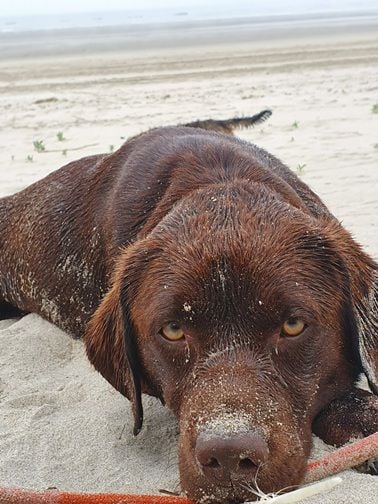 Swing de la roselière solitaire
