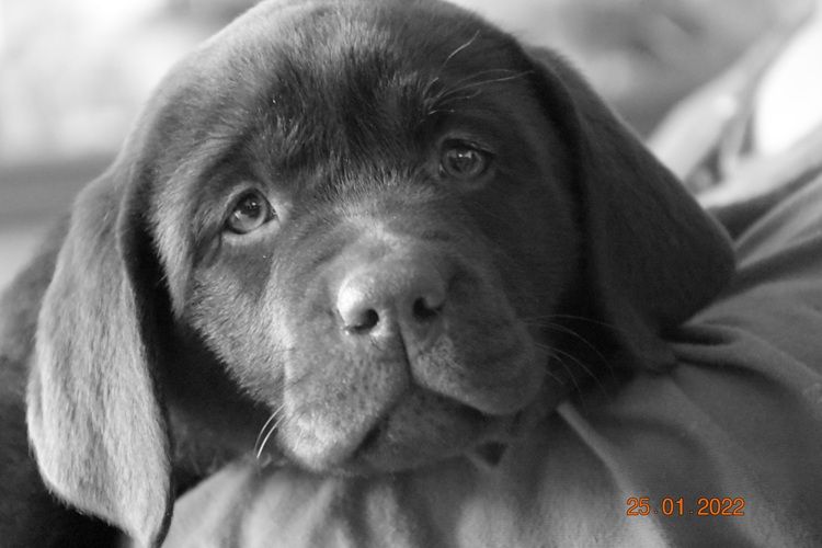 Swing de la roselière solitaire