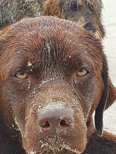 Swing de la roselière solitaire