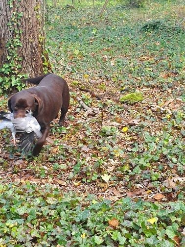 Swing de la roselière solitaire