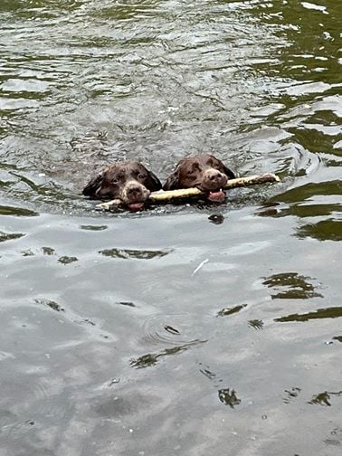 Swing de la roselière solitaire