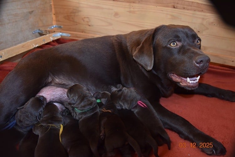 Labrador Retriever - de la roselière solitaire