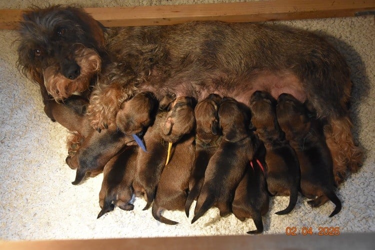 Chiot N°1 - Teckel poil dur