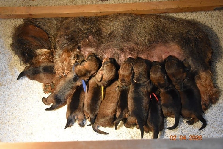 Chiot N°3 - Teckel poil dur