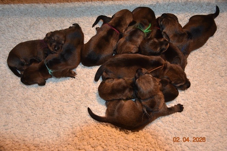 Chiot N°6 - Teckel poil dur