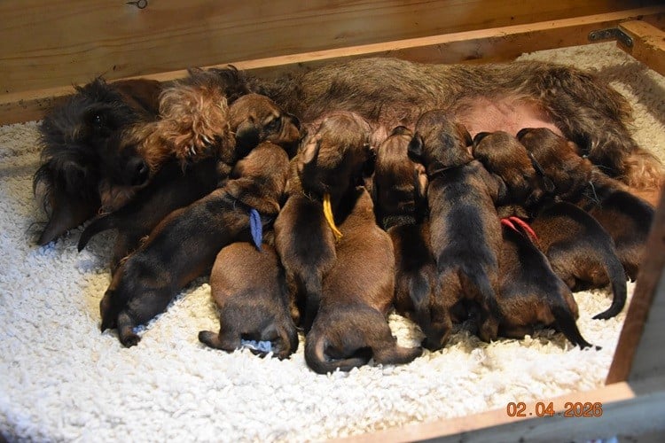 Chiot N°7 - Teckel poil dur