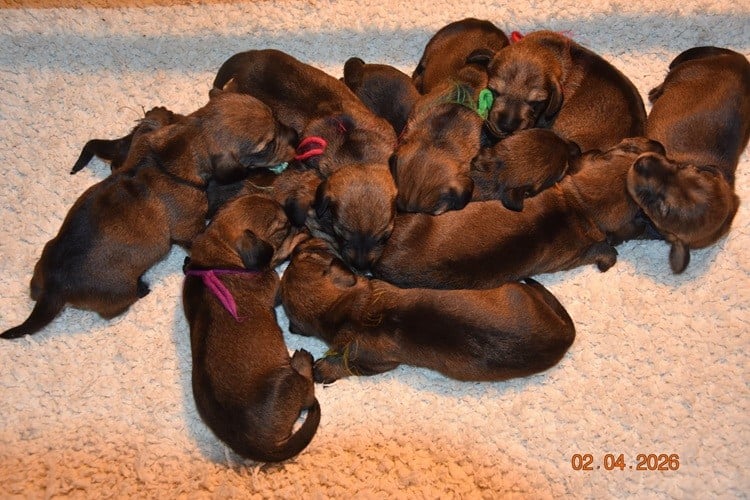 Chiot N°8 - Teckel poil dur