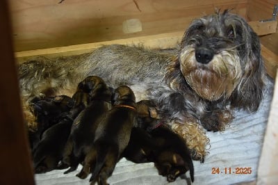 Les chiots de Teckel poil dur