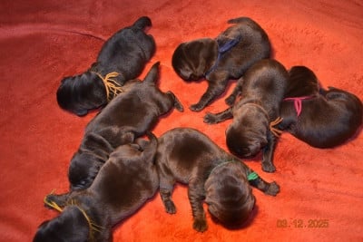 Les chiots de Labrador Retriever