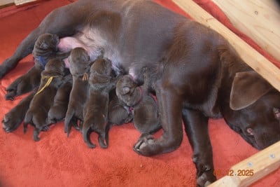 Les chiots de Labrador Retriever