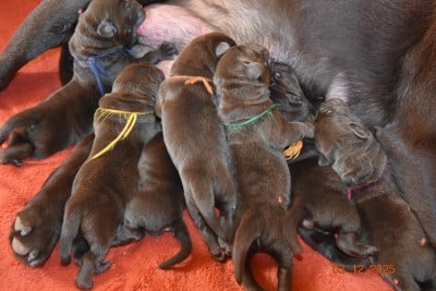 Les chiots de Labrador Retriever