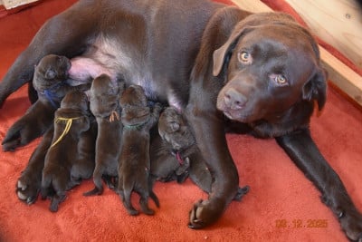 Les chiots de Labrador Retriever