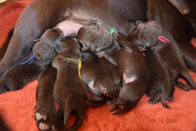 Les chiots de Labrador Retriever