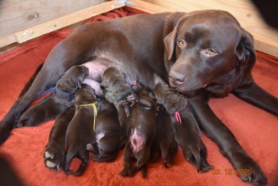 Les chiots de Labrador Retriever