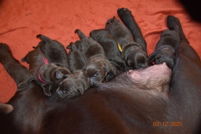 Les chiots de Labrador Retriever