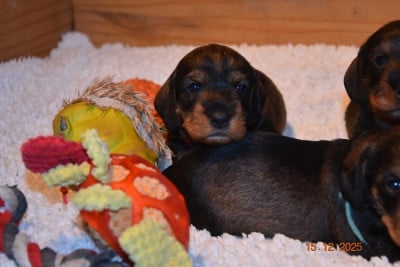 Les chiots de Teckel poil dur