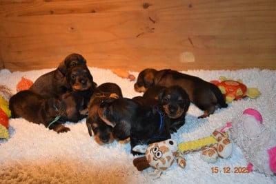 Les chiots de Teckel poil dur