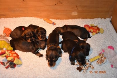 Les chiots de Teckel poil dur