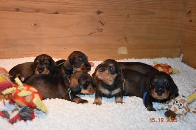 Les chiots de Teckel poil dur