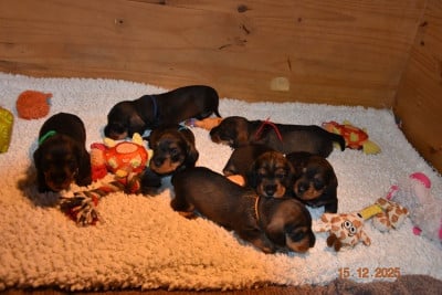 Les chiots de Teckel poil dur