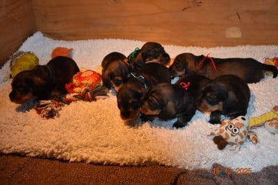 Les chiots de Teckel poil dur