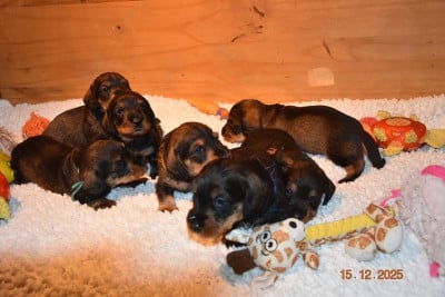 Les chiots de Teckel poil dur