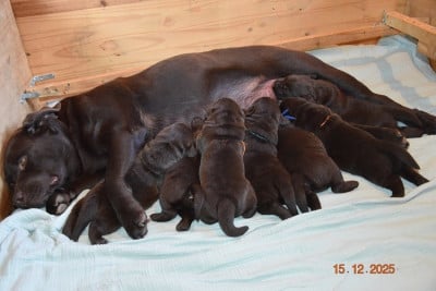 Les chiots de Labrador Retriever