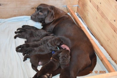 Les chiots de Labrador Retriever