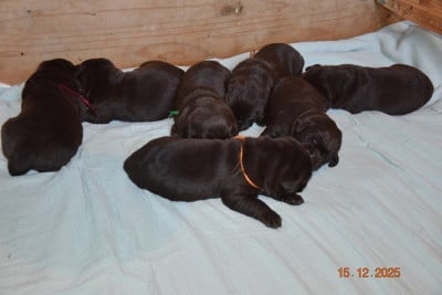 Les chiots de Labrador Retriever