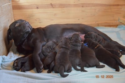 Les chiots de Labrador Retriever
