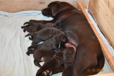 Les chiots de Labrador Retriever