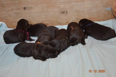 Les chiots de Labrador Retriever
