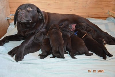 Les chiots de Labrador Retriever
