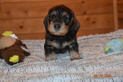 Les chiots de Teckel poil dur