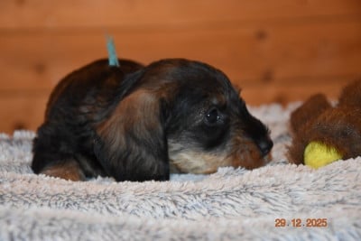 Les chiots de Teckel poil dur