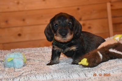 Les chiots de Teckel poil dur