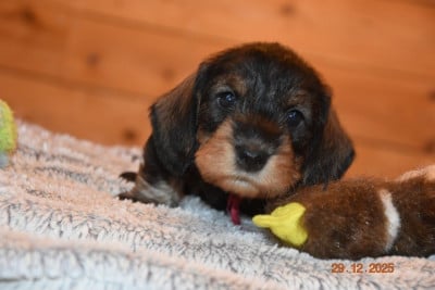 Les chiots de Teckel poil dur