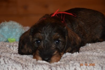 Les chiots de Teckel poil dur