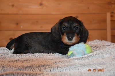 Les chiots de Teckel poil dur