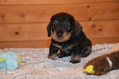 Les chiots de Teckel poil dur