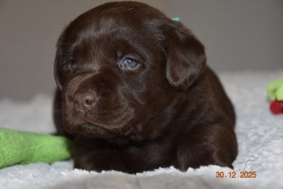 Les chiots de Labrador Retriever