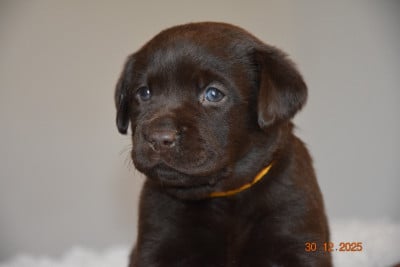 Les chiots de Labrador Retriever