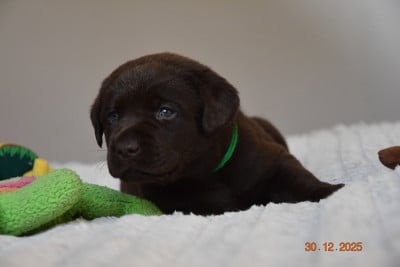 Les chiots de Labrador Retriever