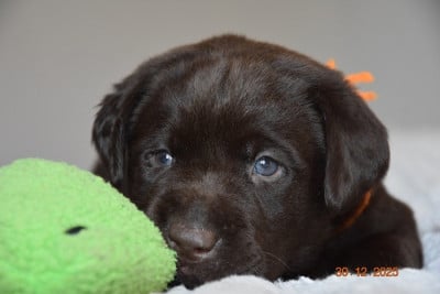 Les chiots de Labrador Retriever