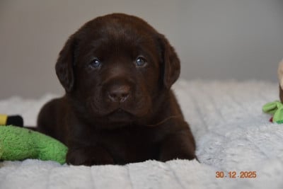 Les chiots de Labrador Retriever