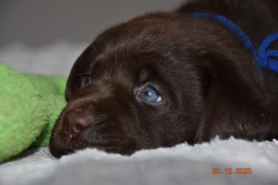Les chiots de Labrador Retriever