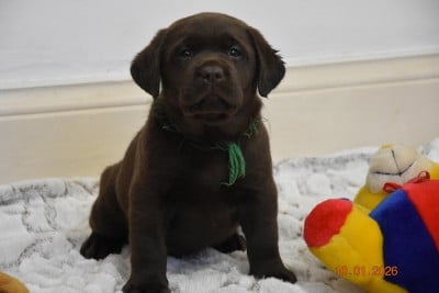 Les chiots de Labrador Retriever