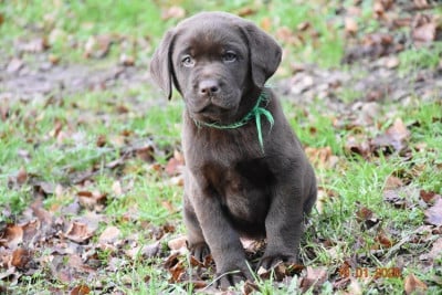Les chiots de Labrador Retriever
