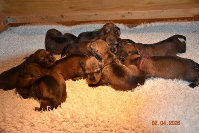 Les chiots de Teckel poil dur